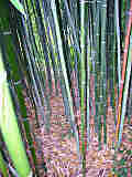 Phyllostachys nuda