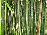 Phyllostachys nuda