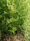 Phyllostachys aureosulcata