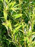 Phyllostachys aureosulcata