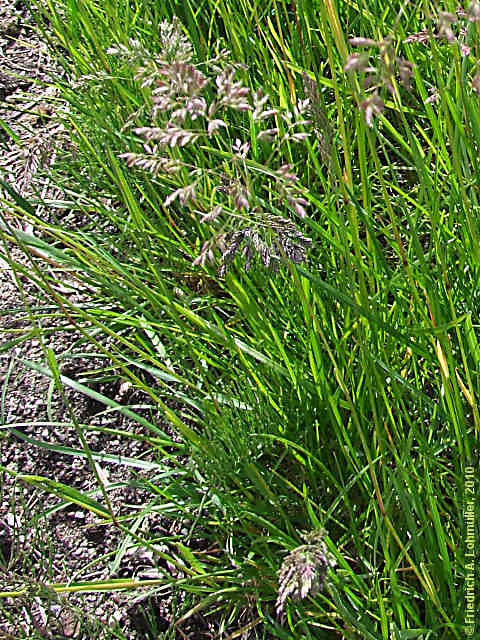 Poa pratensis