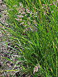 Poa pratensis