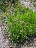 Poa pratensis