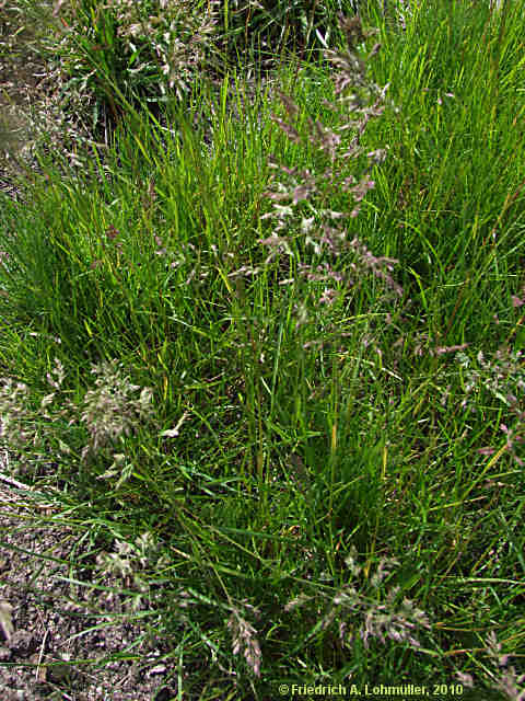 Poa pratensis