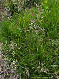 Poa pratensis