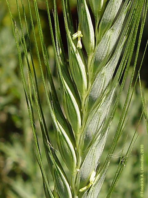 Secale cereale