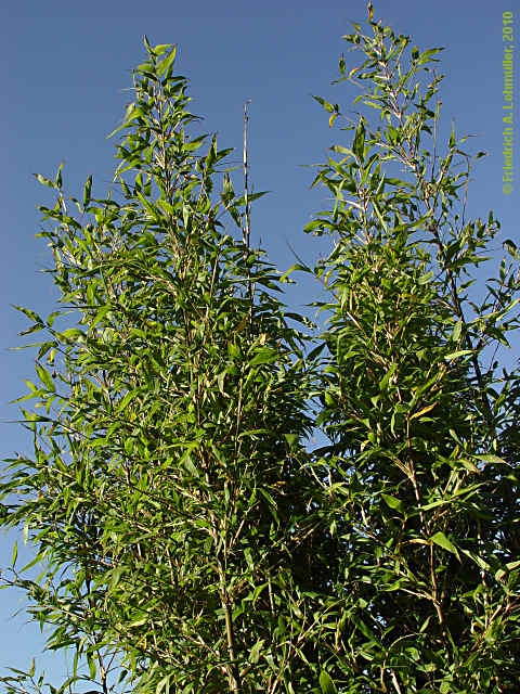 Semiarundinaria fastuosa