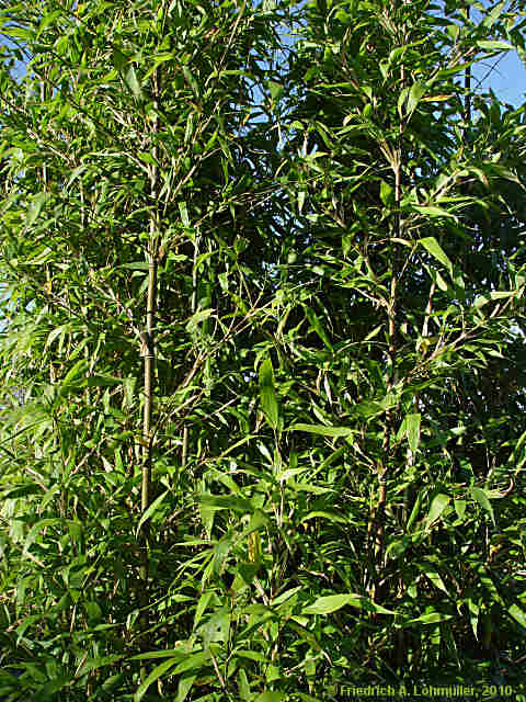 Semiarundinaria fastuosa