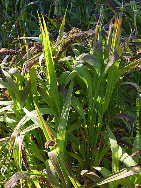 Setaria italica