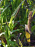 Setaria italica