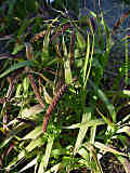 Setaria italica