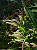 Setaria italica