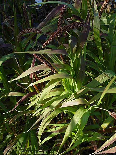 Setaria italica