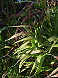 Setaria italica