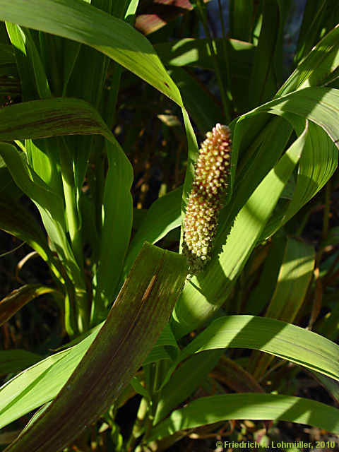Setaria italica