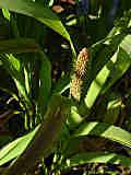 Setaria italica