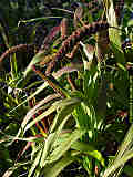 Setaria italica