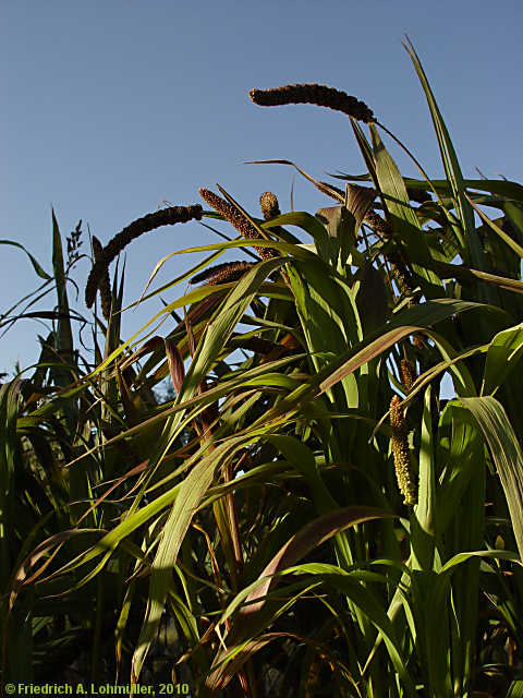 Setaria italica