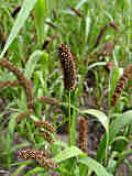 Setaria italica