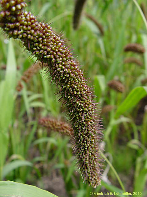 Setaria italica