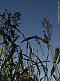 Sorghum bicolor