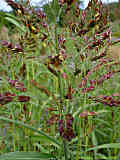 Sorghum bicolor