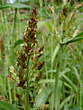 Sorghum bicolor