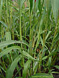 Sorghum bicolor