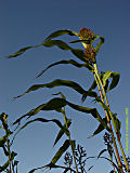 Sorghum cernuum