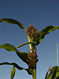 Sorghum cernuum