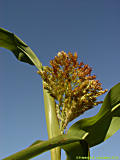 Sorghum cernuum