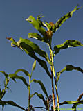 Sorghum cernuum