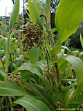 Sorghum cernuum