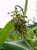 Sorghum cernuum