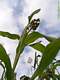 Sorghum cernuum