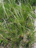 Stipa pennata