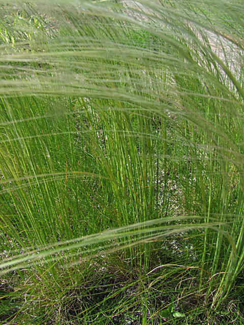 Stipa pennata