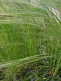 Stipa pennata