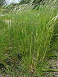 Stipa pennata