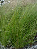 Stipa tenuissima var. oreophila