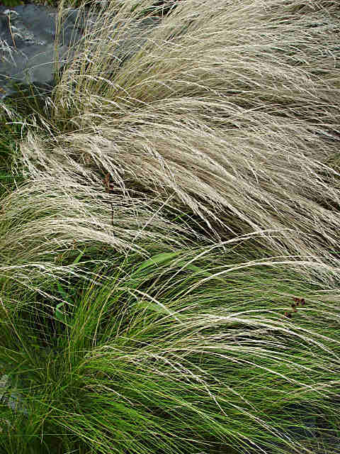 Stipa pennata