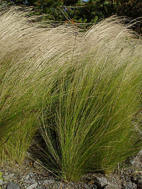 Stipa pennata
