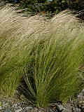 Stipa tenuissima var. oreophila