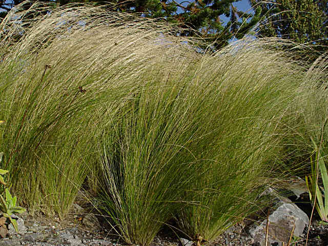 Stipa pennata