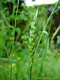 Triticum aestivum