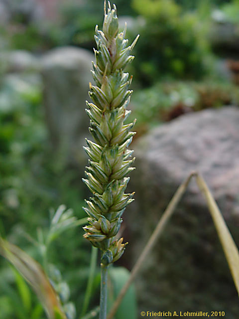 Triticum aestivum