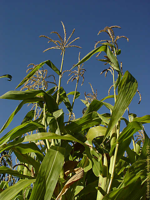 Zea mays