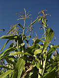 Zea mays