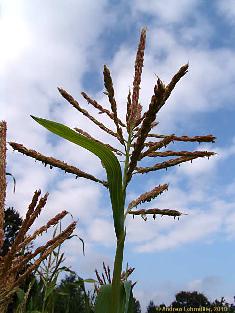Zea mays