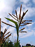 Zea mays